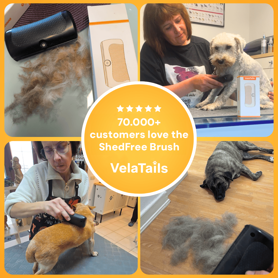 ShedFree Brush - The Bestseller