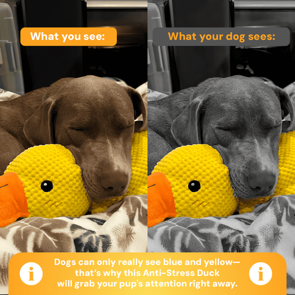 Anti-Stress Duck - The Bestseller